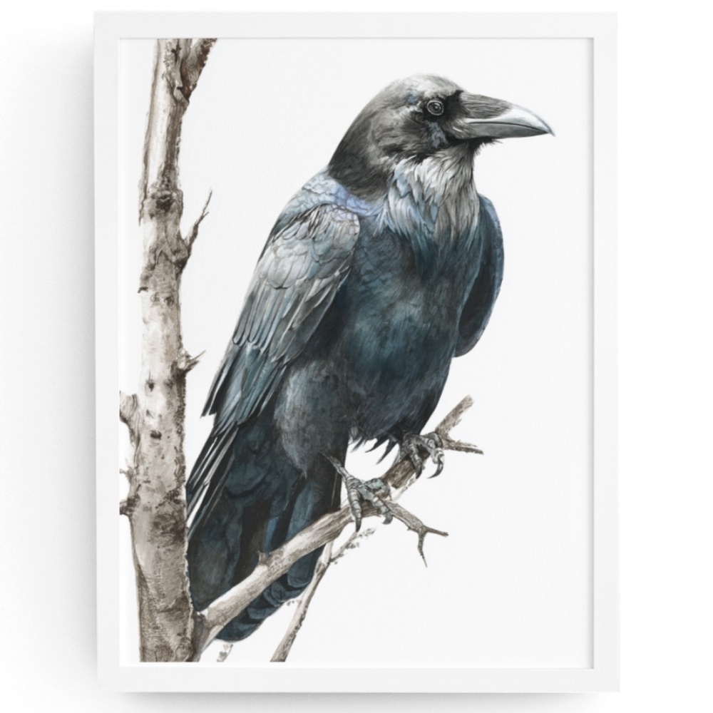 Watercolor Black Crow Wall Art Print Unframed - Black Bird Illustration Artwork